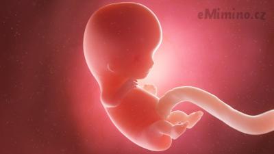 Těhotenství týden po týdnu, 9. týden, vývoj miminka