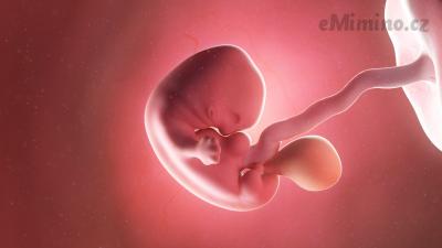 Těhotenství týden po týdnu, 7. týden, vývoj miminka