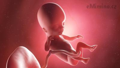 Těhotenství týden po týdnu, 14. týden, vývoj miminka
