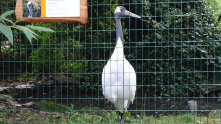 Návštěvy ZOO Jihlava