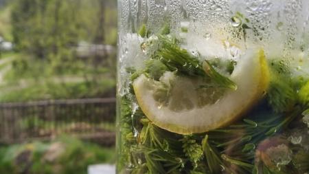 Sirup ze smrkových výhonků nebo také: Smrkový sirup