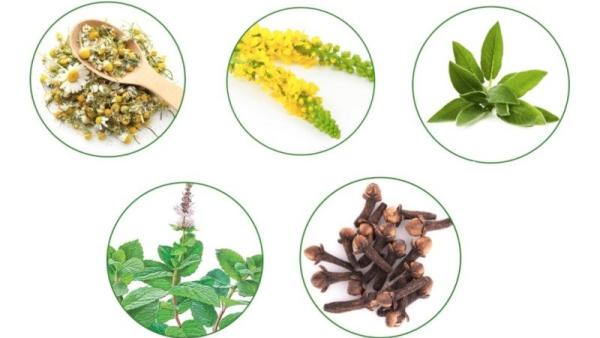 Byliny v Dentigelu / Zdroj: www.zdravi-liftea.cz