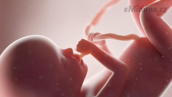 Miminko ve 2. trimestru, 20. týdnu těhotenství