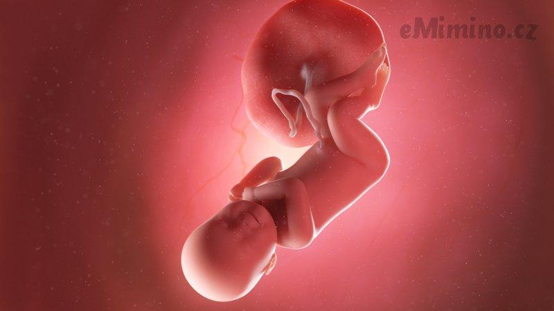 Těhotenství týden po týdnu, 40. týden, vývoj miminka