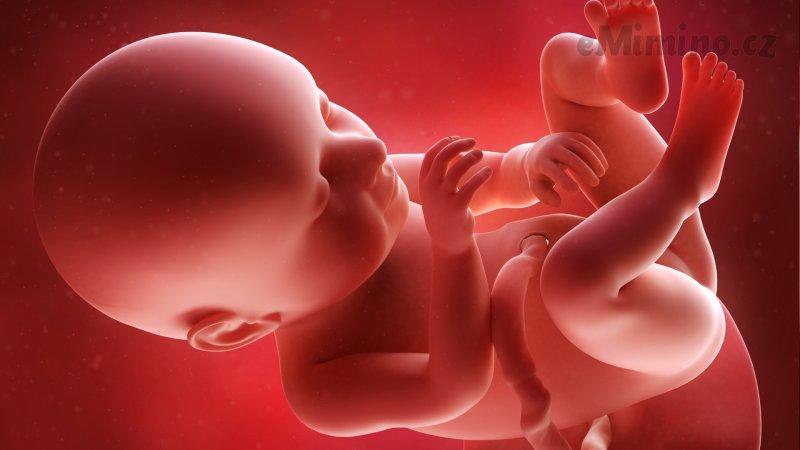 Těhotenství týden po týdnu, 37. týden, vývoj miminka