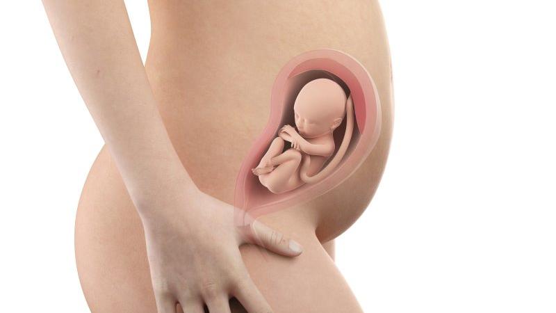 Těhotenství týden po týdnu, týden 28., poloha a velikost embrya v děloze Zdroj foto: Shutterstock