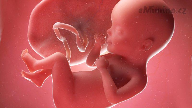 Těhotenství týden po týdnu, 28. týden, vývoj miminka