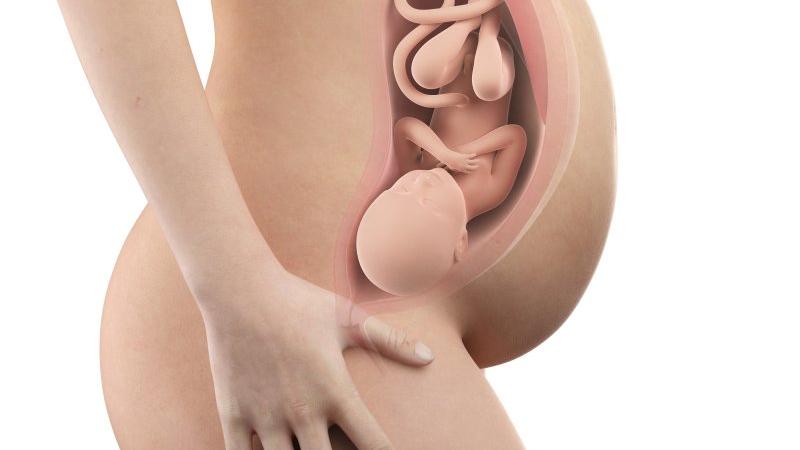 Těhotenství týden po týdnu, týden 41., poloha a velikost embrya v děloze Zdroj foto: Shutterstock