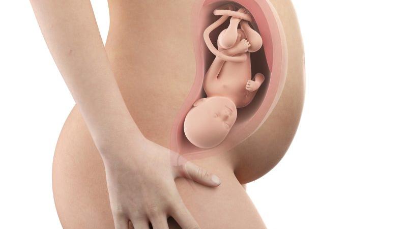 Těhotenství týden po týdnu, týden 34., poloha a velikost embrya v děloze Zdroj foto: Shutterstock