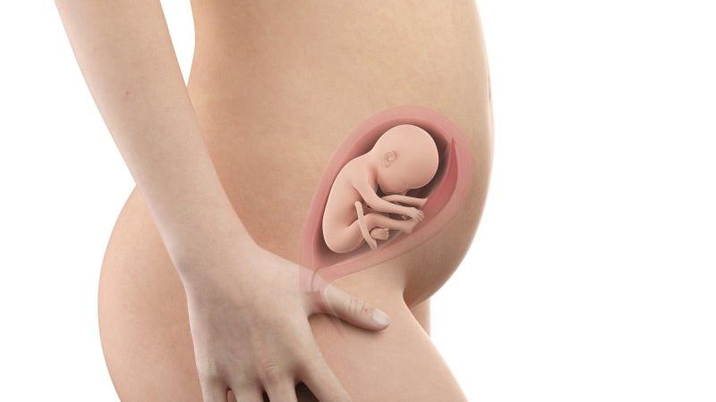 Těhotenství týden po týdnu, týden 24., poloha a velikost embrya v děloze Zdroj foto: Shutterstock