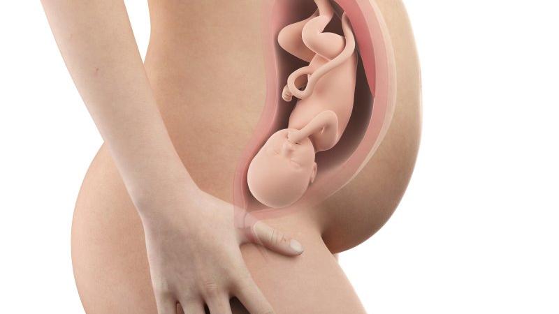 Těhotenství týden po týdnu, týden 35., poloha a velikost embrya v děloze Zdroj foto: Shutterstock
