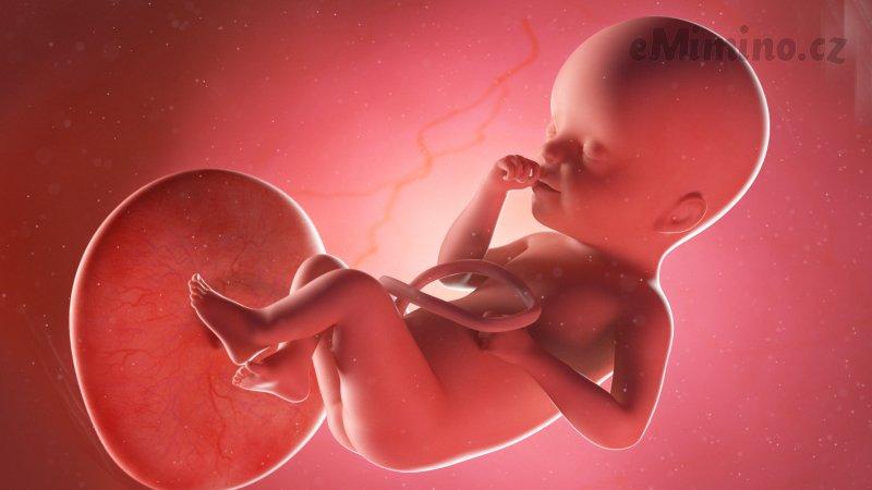 Těhotenství týden po týdnu, 25. týden, vývoj miminka