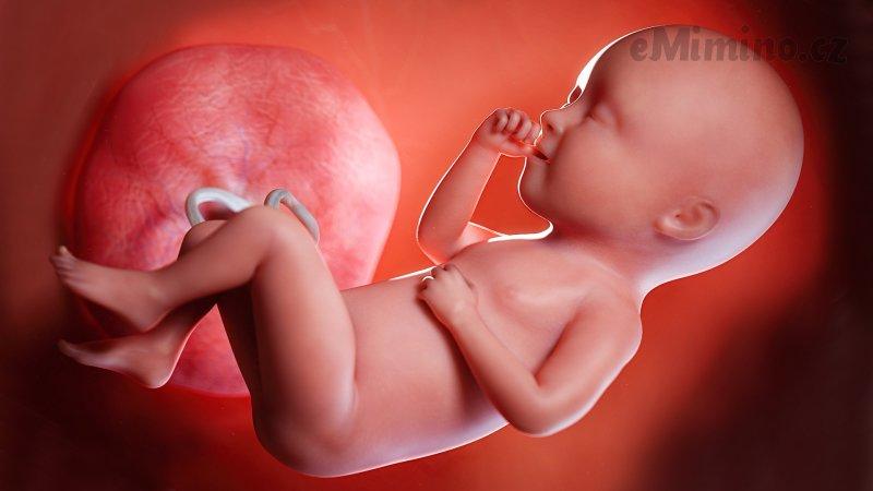 Těhotenství týden po týdnu, 34. týden, vývoj miminka