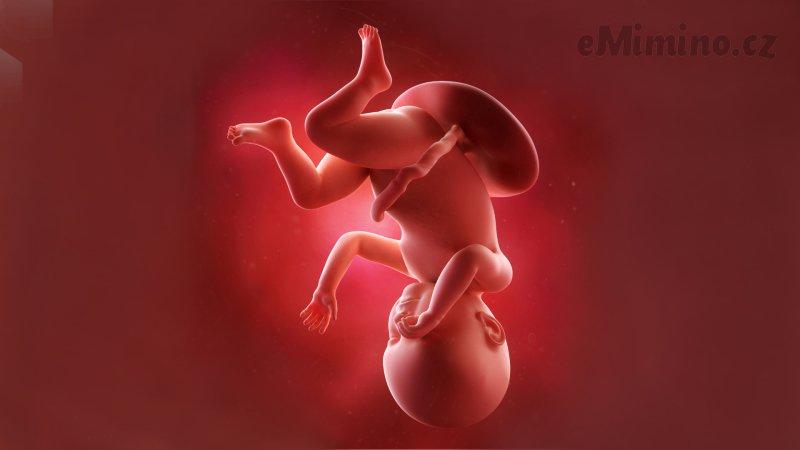 Těhotenství týden po týdnu, 41. týden, vývoj miminka