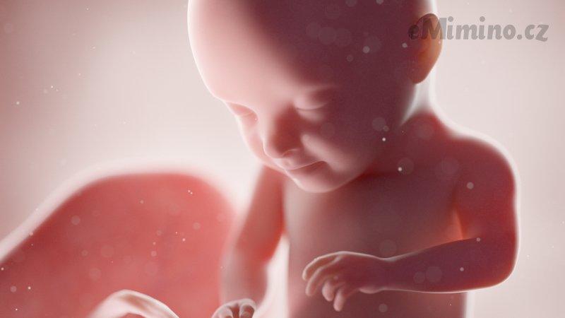 Těhotenství týden po týdnu, 38. týden, vývoj miminka