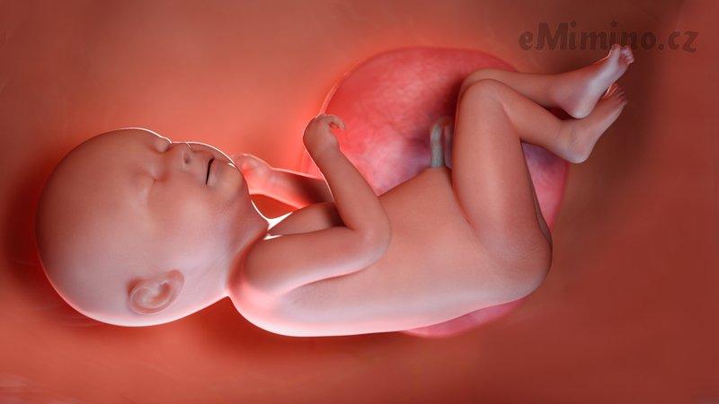 Těhotenství týden po týdnu, 39. týden, vývoj miminka