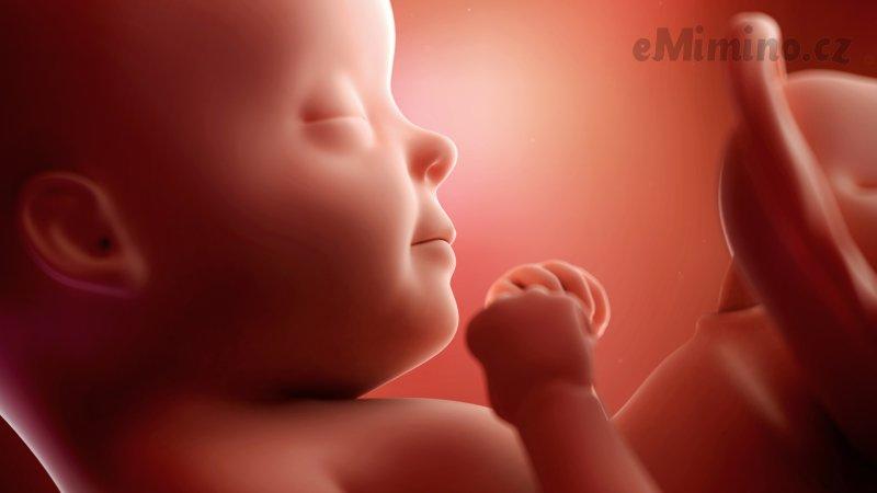 Těhotenství týden po týdnu, 29. týden, vývoj miminka