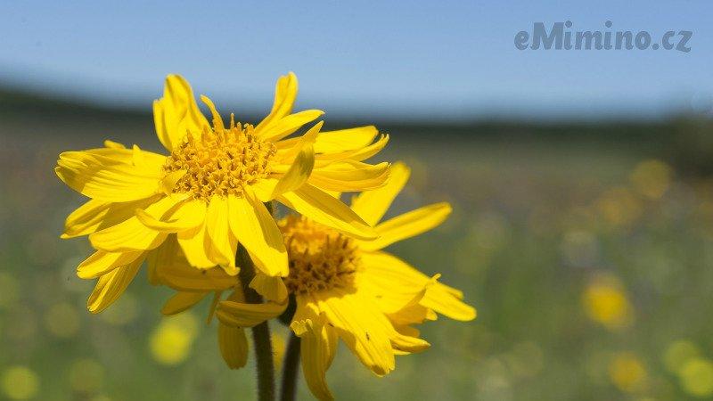 Arnica montana se vyrábí z byliny prha arnika. Zdroj: Redakce