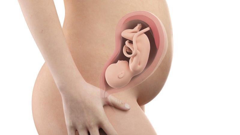Těhotenství týden po týdnu, týden 29., poloha a velikost embrya v děloze Zdroj foto: Shutterstock