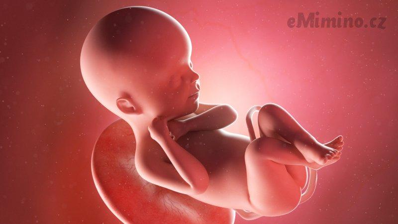 Těhotenství týden po týdnu, 23. týden, vývoj miminka