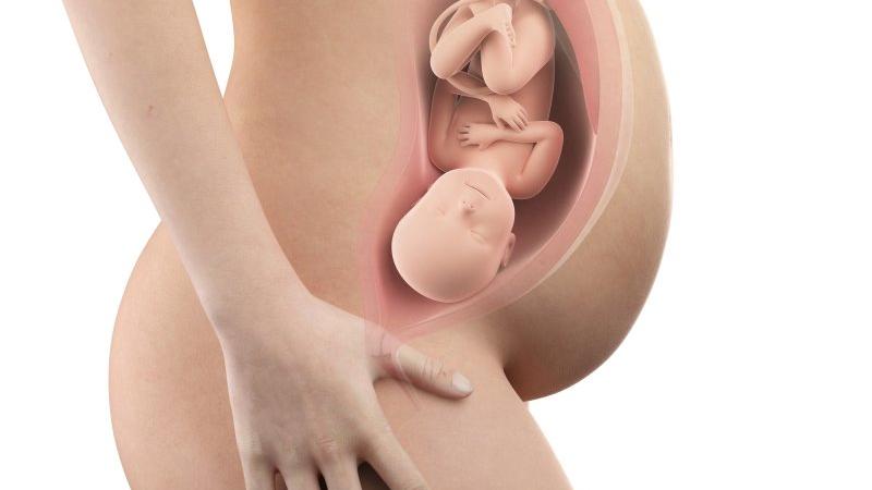 Těhotenství týden po týdnu, týden 38., poloha a velikost embrya v děloze Zdroj foto: Shutterstock