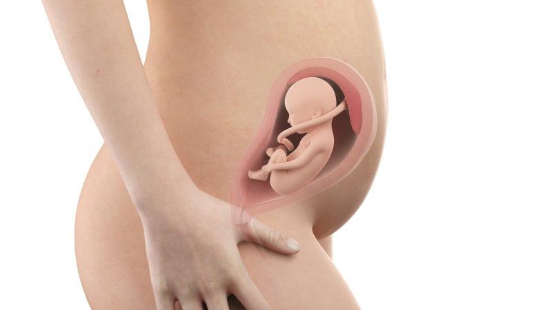 Těhotenství týden po týdnu, týden 26., poloha a velikost embrya v děloze Zdroj foto: Shutterstock