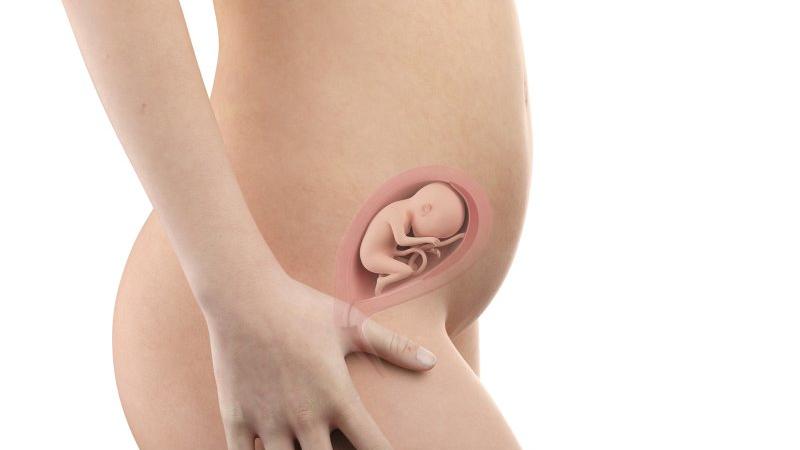Těhotenství týden po týdnu, týden 20., poloha a velikost embrya v děloze Zdroj foto: Shutterstock