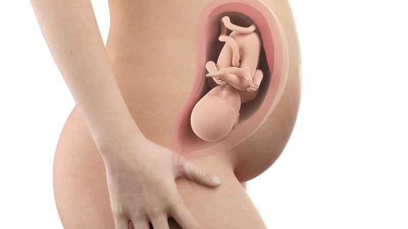 Těhotenství týden po týdnu, týden 33., poloha a velikost embrya v děloze Zdroj foto: Shutterstock