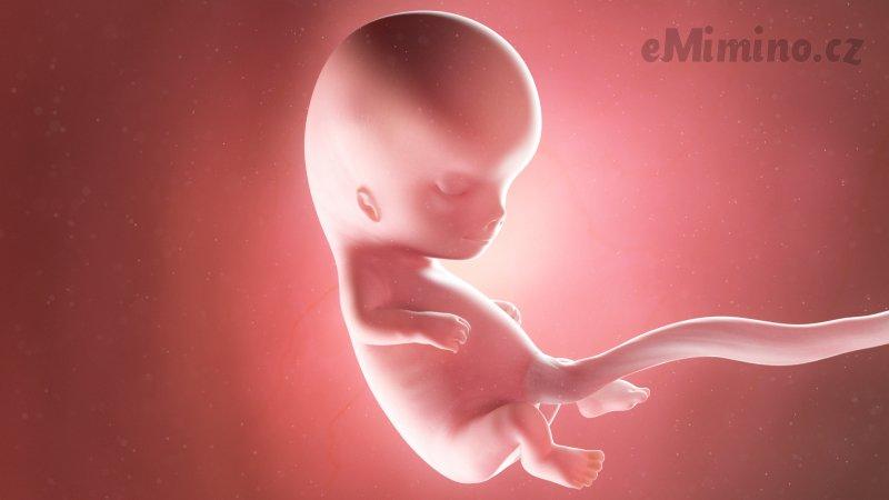 Těhotenství týden po týdnu, 10. týden, vývoj miminka