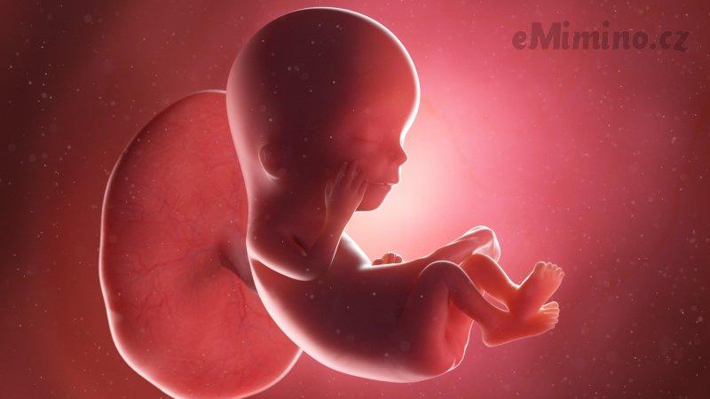 Těhotenství týden po týdnu, 12. týden, vývoj miminka