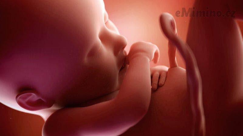Těhotenství týden po týdnu, 36. týden, vývoj miminka