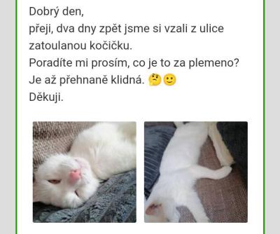 Zvířata | Kočičí diskuse