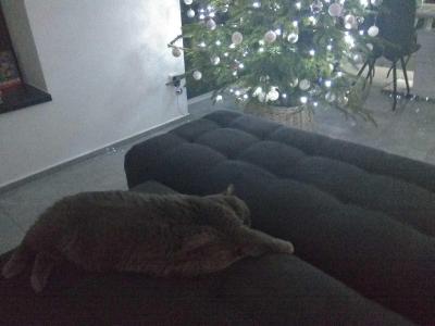 Stejná situace | Odstrojeni stromků
