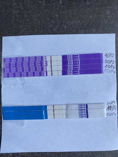 Testování a těhotenský test | Mamtest sílí, ale Dr.Max ne