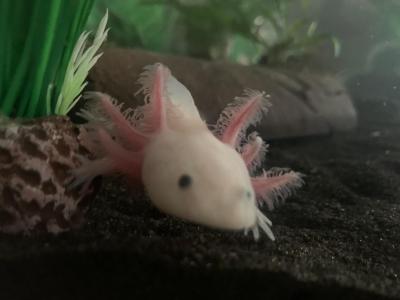 Zvířata | Chov axotrotlů