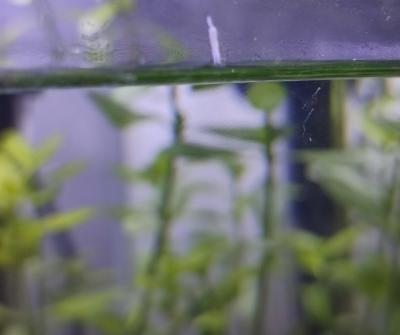 Zvířata | Žížalky v akvariu