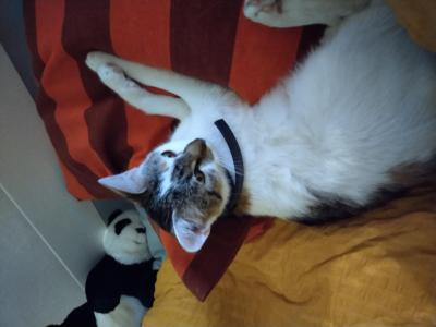 Stejná situace | Umřela mi kočka :-(