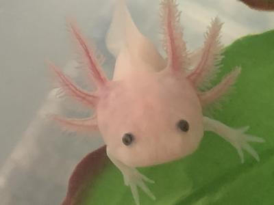 Zvířata | Chov axotrotlů