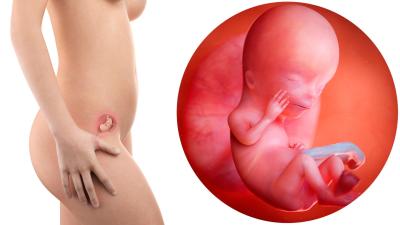 12. týden těhotenství, skutečná velikost embrya v děloze, detail plodu