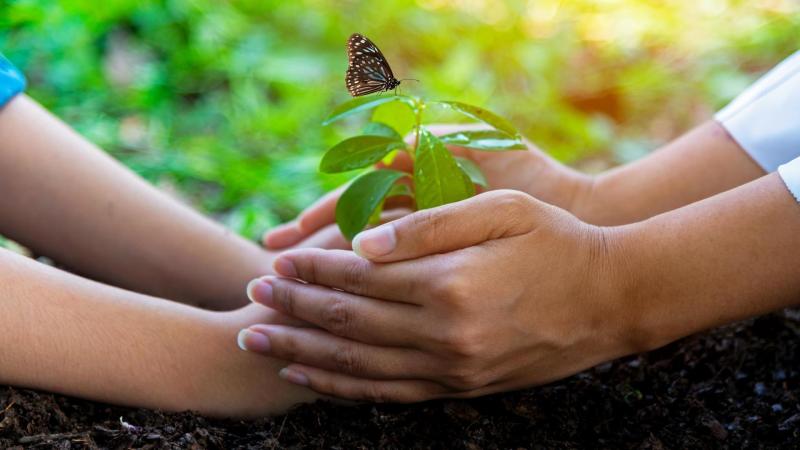 Detail rukou dítěte a rodiče, kteří drží mladý výhonek rosliny v přírodě