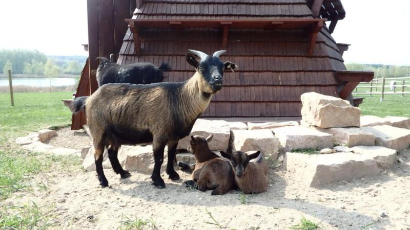 Zoo se zvířátky, které si mohou děti pohladit, ve Fajnparku. Koza s kůzlaty.