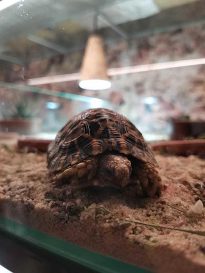 Krokodýlí zoo
