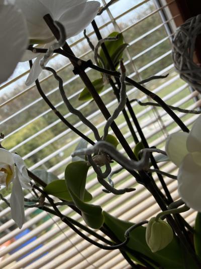 Květiny a zahrada | Orchidej výhonky?
