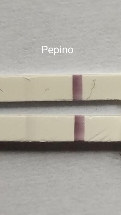 Testování a těhotenský test | Těhotenský test pepino // duch?