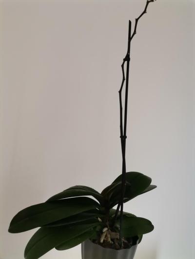 Květiny a zahrada | Orchidej
