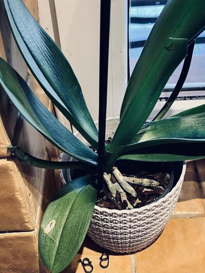 Květiny a zahrada | Orchidej - hnědnutí kořenů