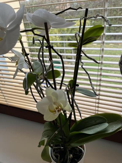 Květiny a zahrada | Orchidej výhonky?