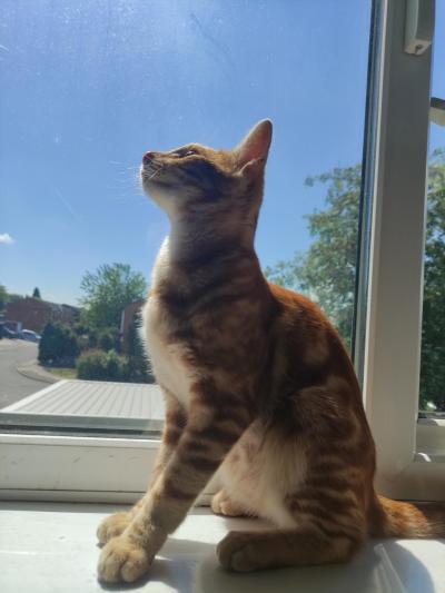 Coco 