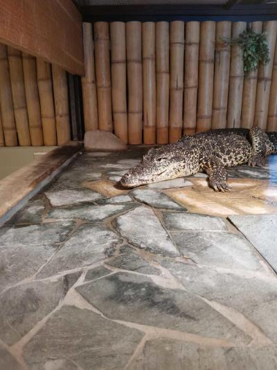 Krokodýlí zoo