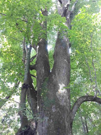 Zřícenina hradu Rožnov (Hradisko)